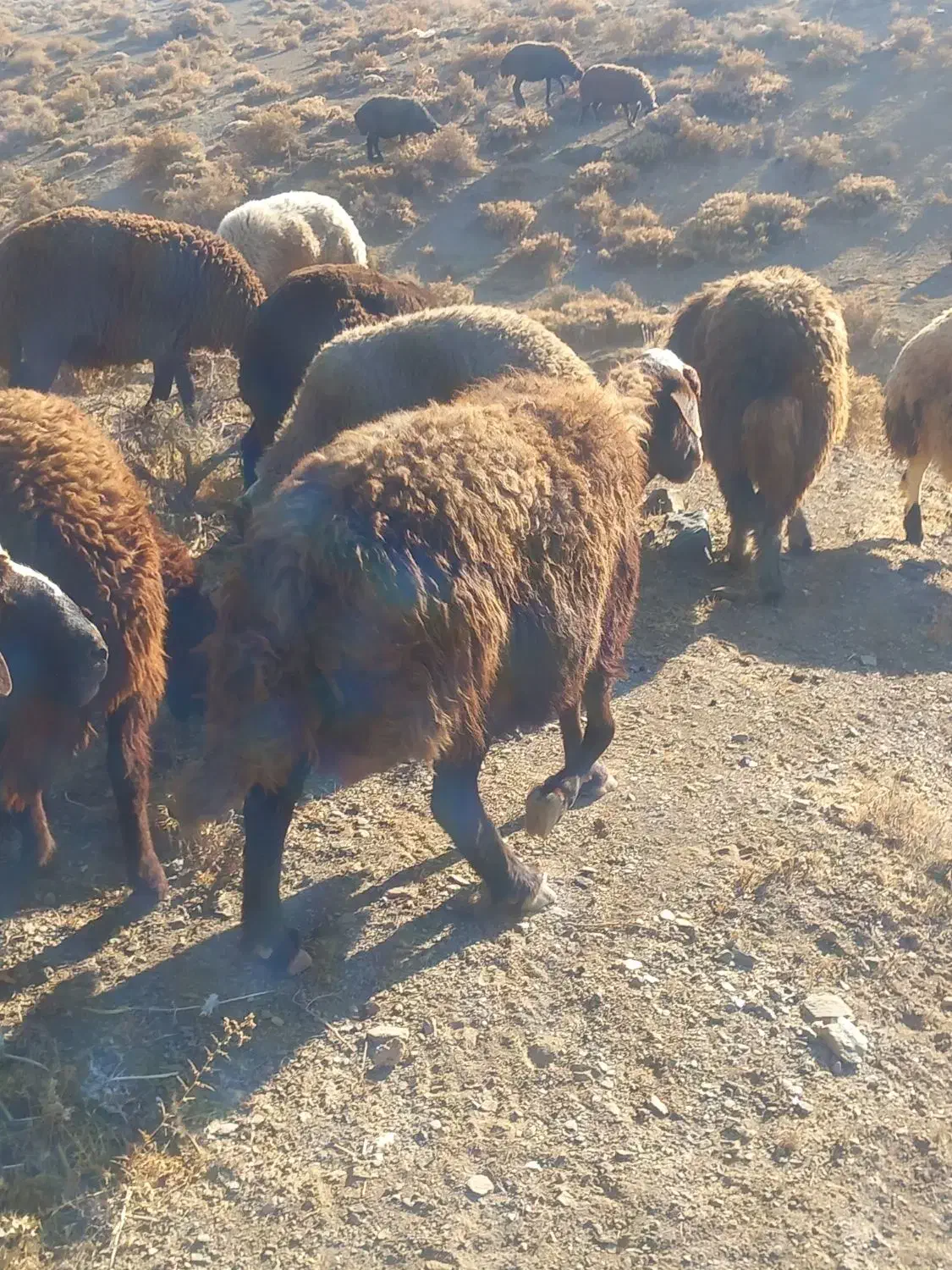 دو عدد میش روزگاری|حیوانات مزرعه|داران, |دیوار