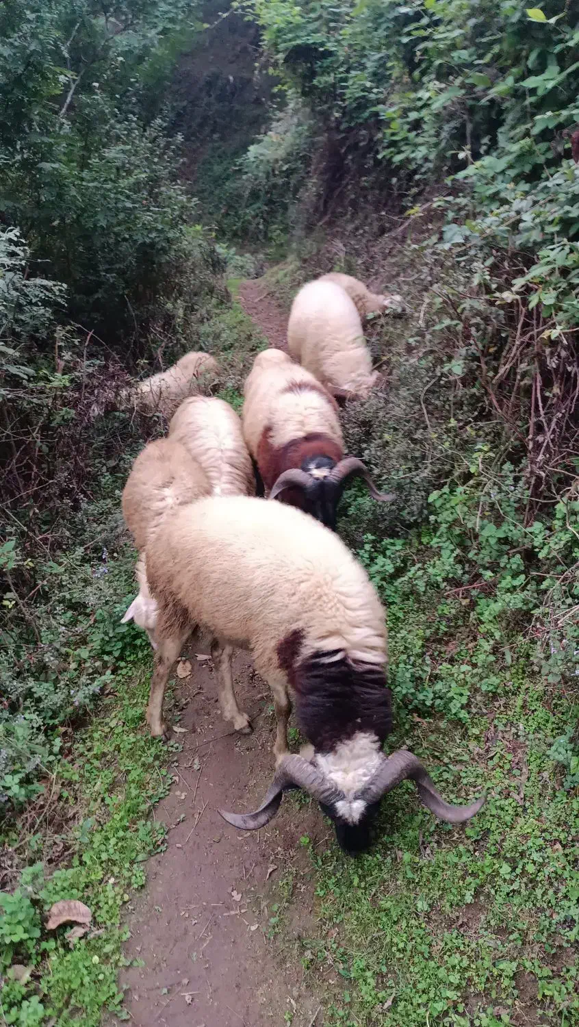 گوسفندای صحرایی به دلیل نبود مکان به فروش می رسد.|حیوانات مزرعه|لنگرود, |دیوار