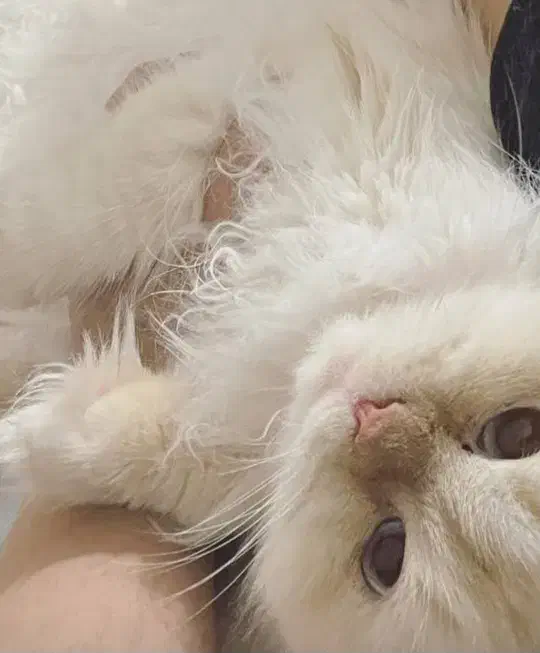 فروش گربه پرشین  هیمالین|گربه|مشهد, نیروی هوایی|دیوار