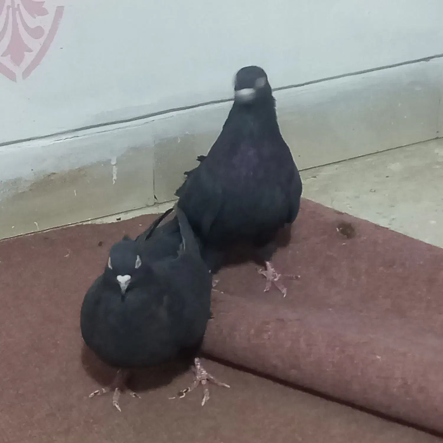 باسلام یه جفت نروماده زاغ آبادانی به فروش میرسد|پرنده|خمینیشهر, |دیوار