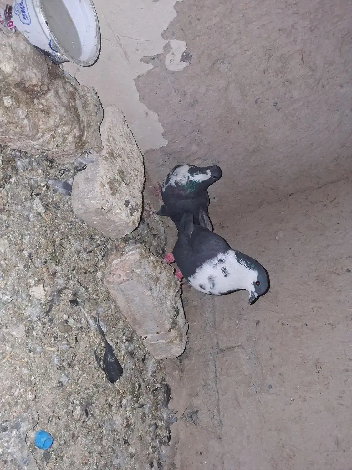 کبوتر|پرنده|تربت‌حیدریه, طالقانی|دیوار