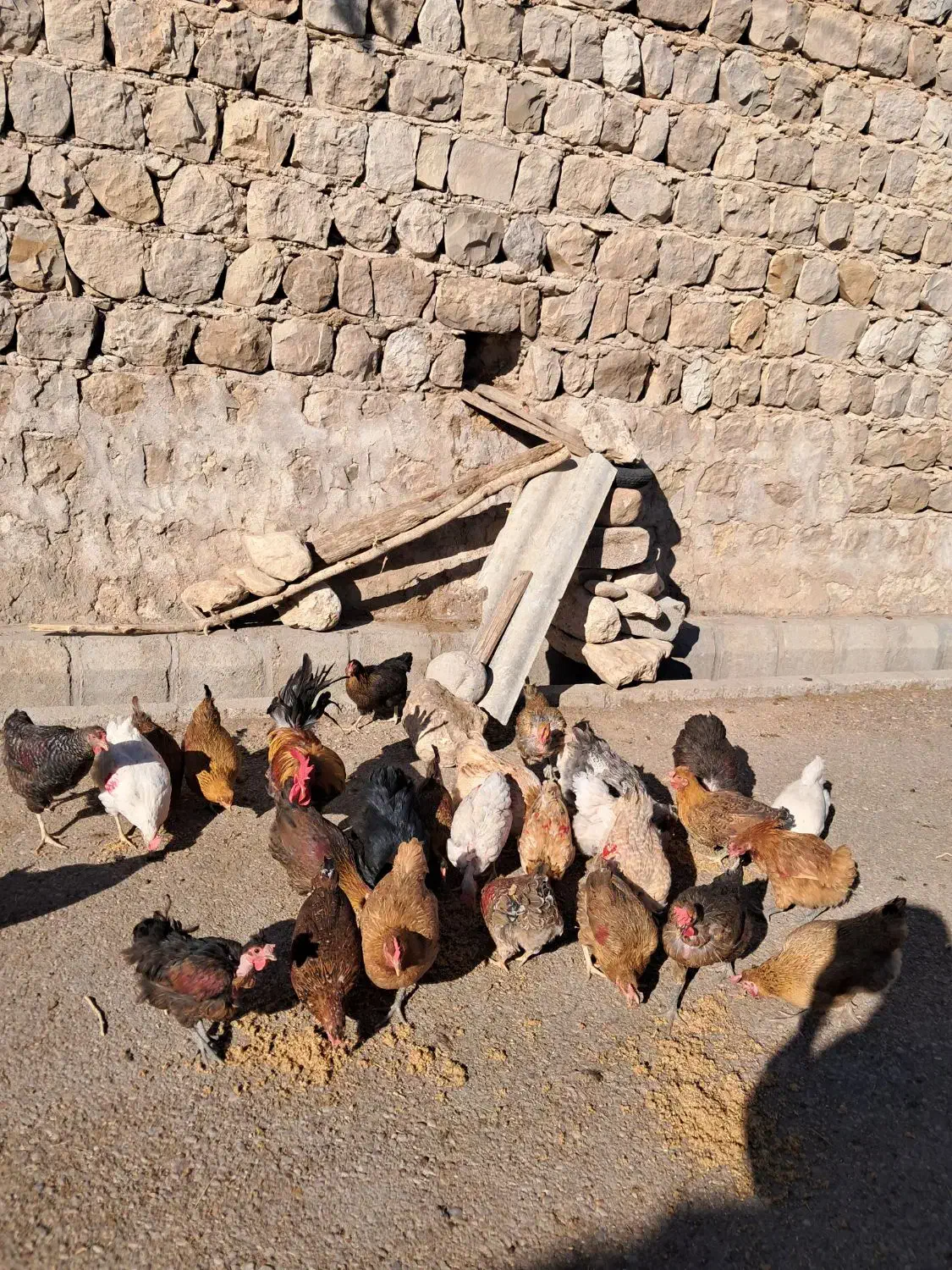 فروش مرغ و بوقلمون|حیوانات مزرعه|اندیمشک, |دیوار
