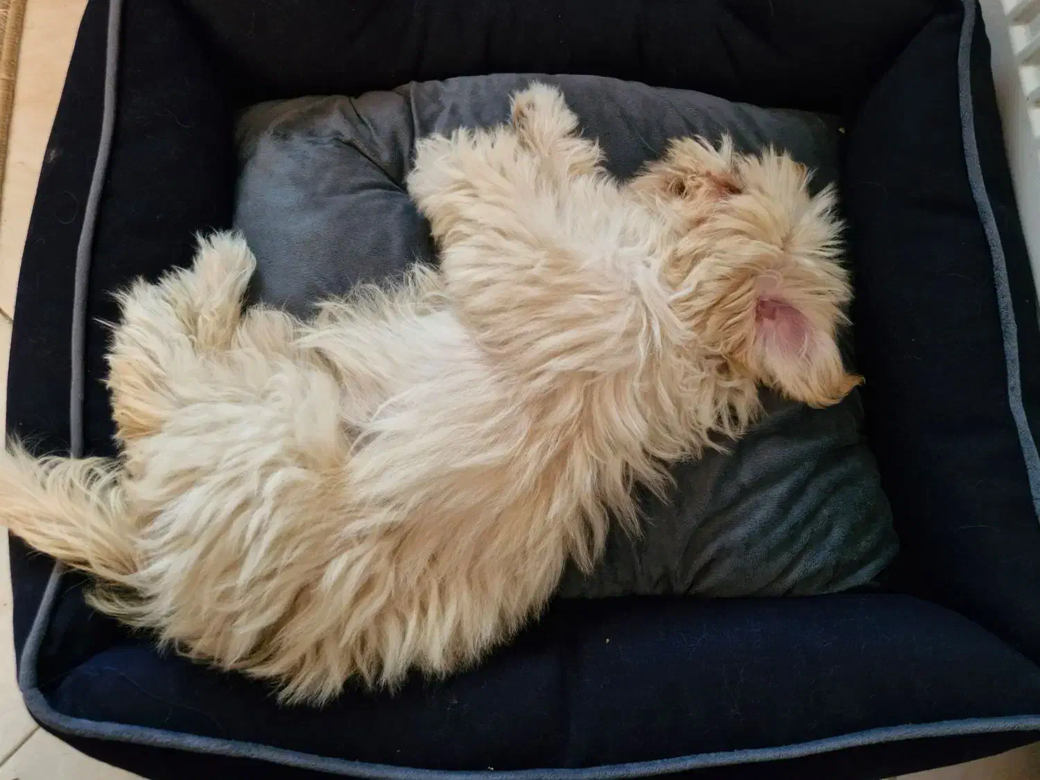 سگ ۸ ماهه شیتزو|سگ|قدس, شهرقدس|دیوار