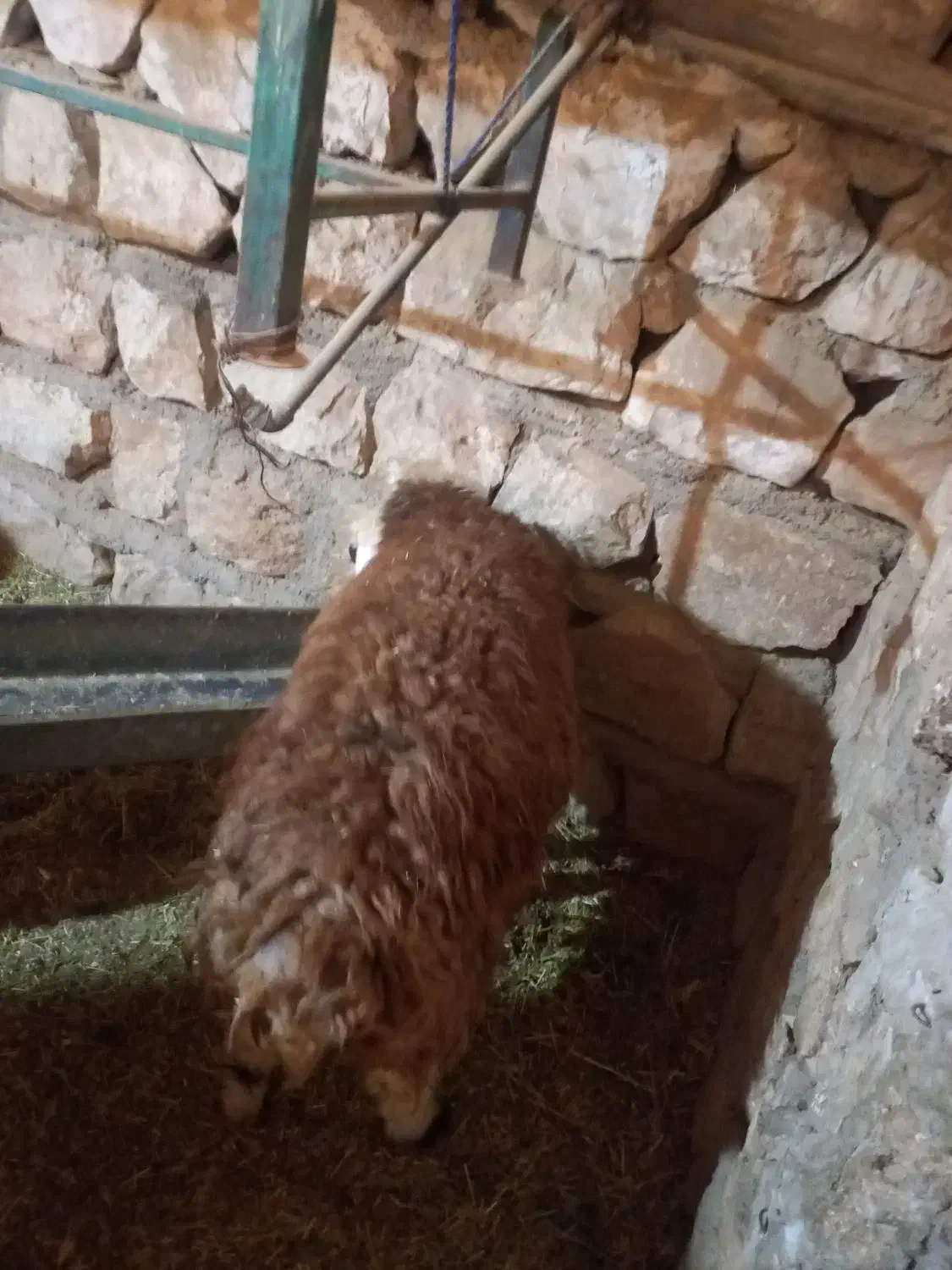 بره پروار گوسفند،کاور|حیوانات مزرعه|حمیل, |دیوار