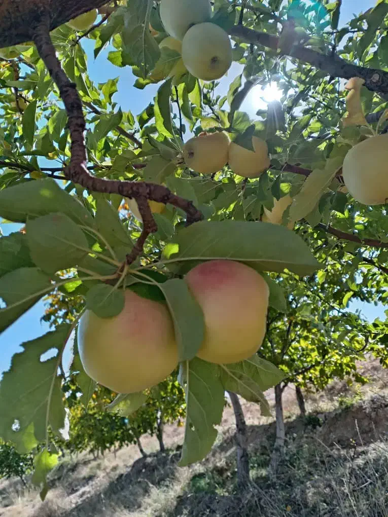 باغ|فروش زمین و ملک کلنگی|وردشت, |دیوار