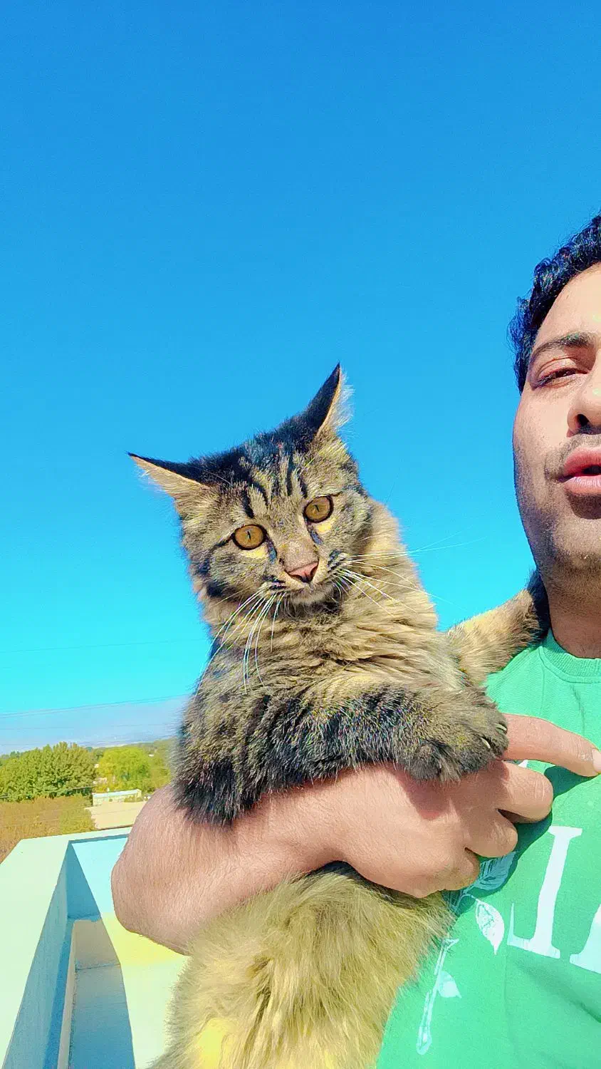 دوعددگربه خونگی خوشگل بازی گوش|گربه|رامجین, |دیوار