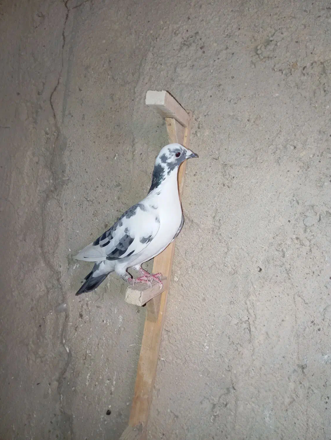 ابلغ|پرنده|سعدآباد, |دیوار