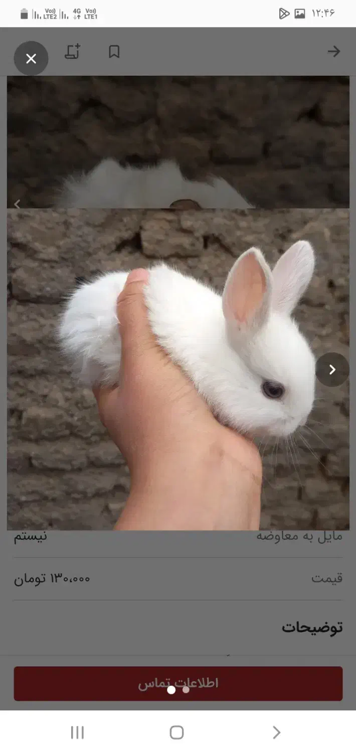 خوکچه هندی جوجه خرگوش|موش و خرگوش|مشهد, موعود|دیوار