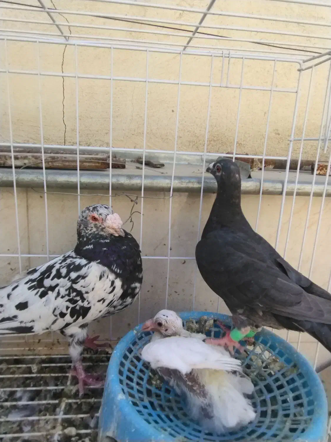 کفتر سرور جفت|پرنده|شیراز, کوزه گری|دیوار