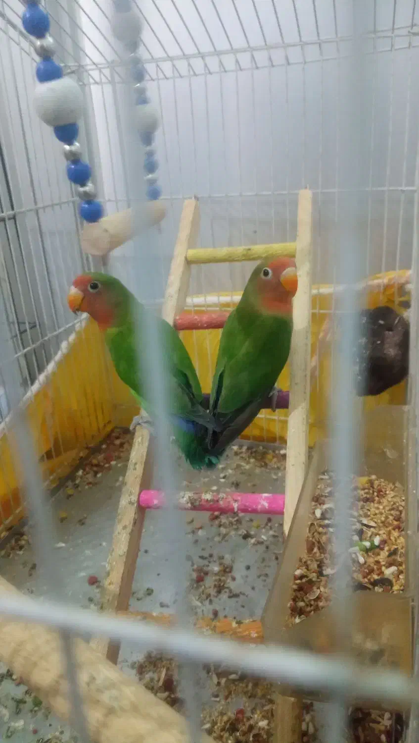 طوطی برزیلی|پرنده|جوانرود, |دیوار