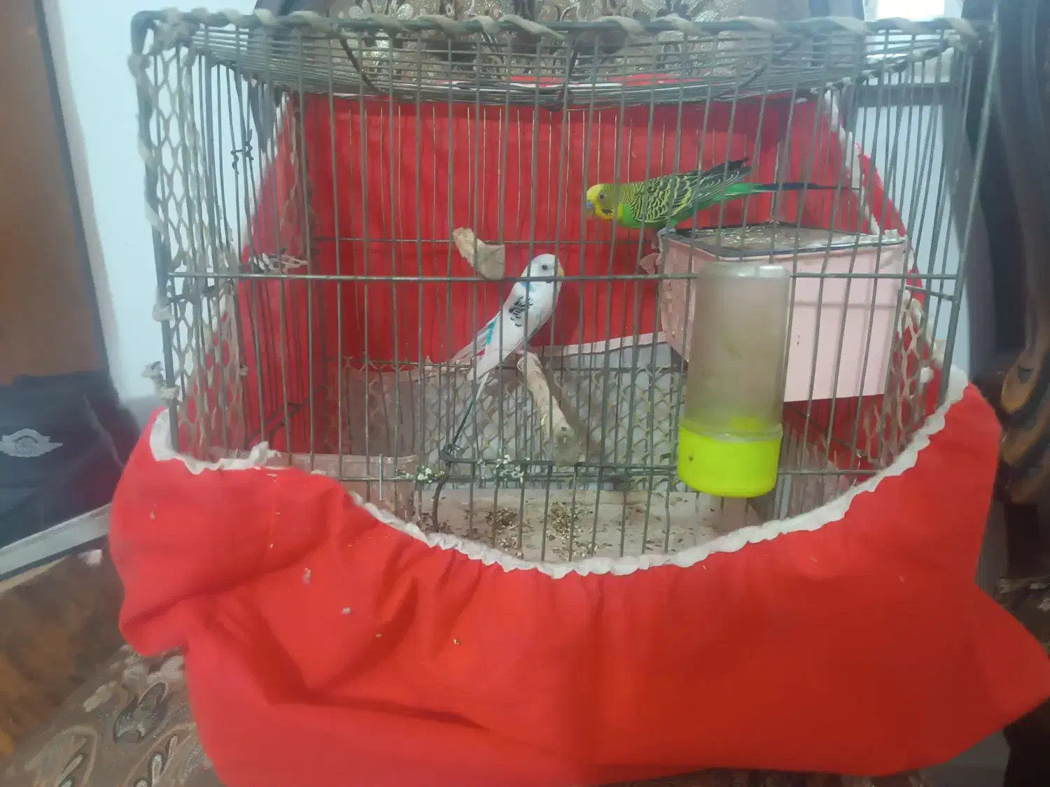 مرغ عشق نروماد|پرنده|مشهد, شهید معقول|دیوار