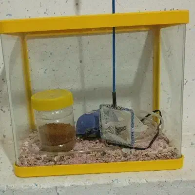 اکواریوم|ماهی|شیراز, لب آب|دیوار