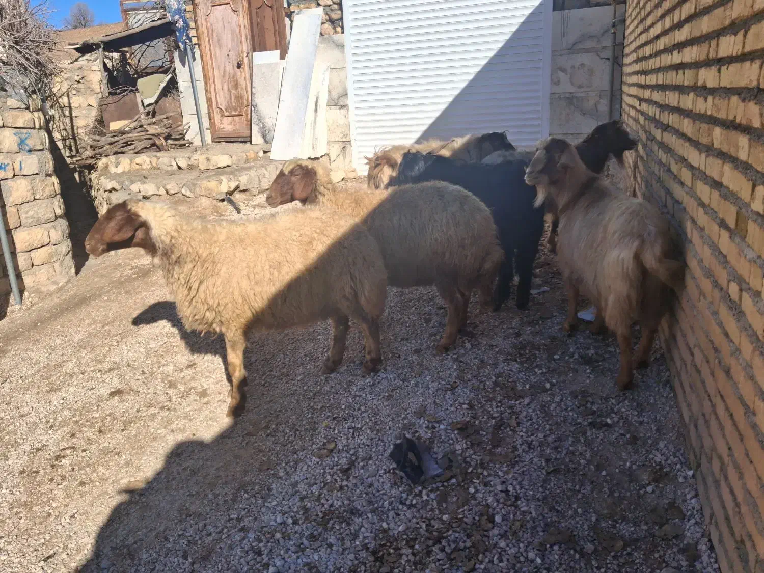 ۲عدد ساورین شیره دار ۲عدد بز ۲عدد میش چاغ|حیوانات مزرعه|گوآور, |دیوار