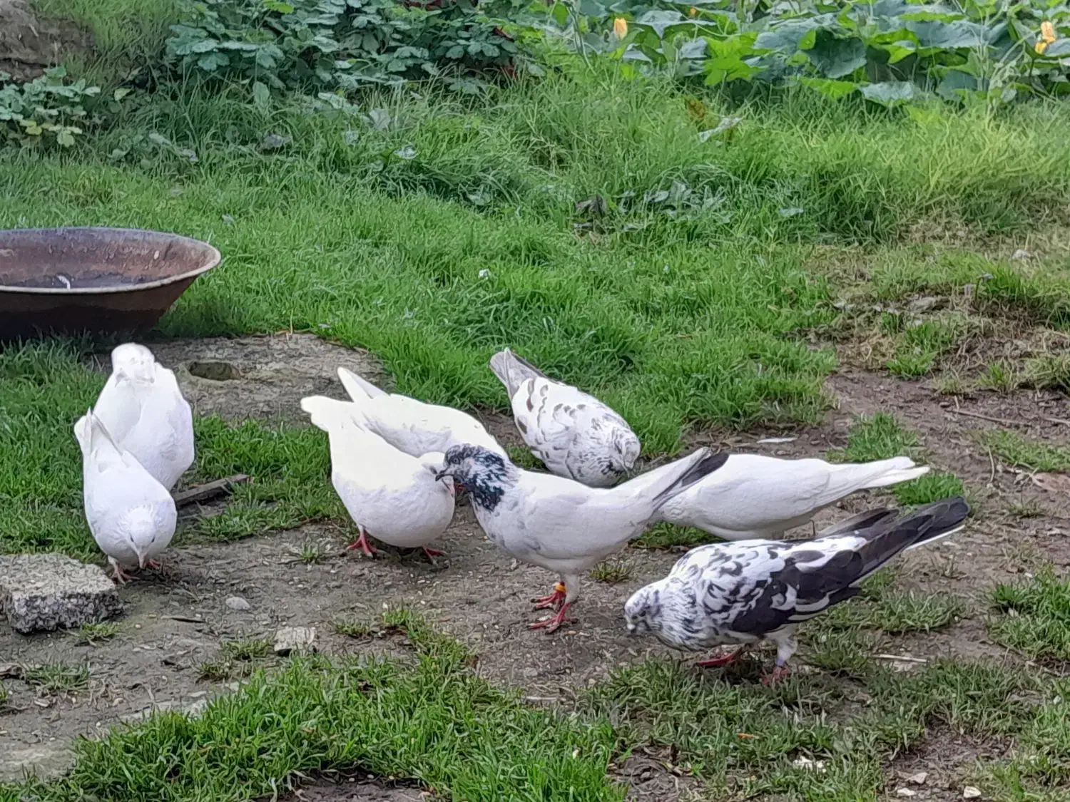 کبوتر پرشی|پرنده|لشت نشا, |دیوار