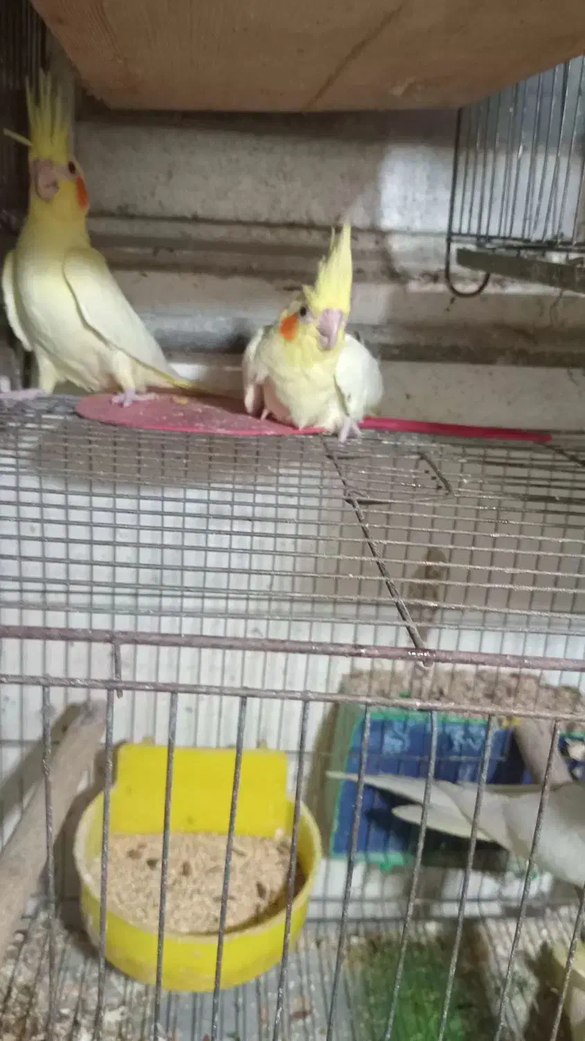 جوجه عروس هلندی|پرنده|رشت, باهنر|دیوار