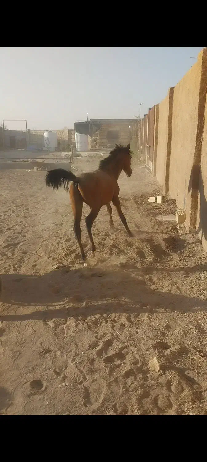 کره اسب یک ساله|اسب و تجهیزات اسب‌سواری|اصفهان, شهرک امام خمینی|دیوار