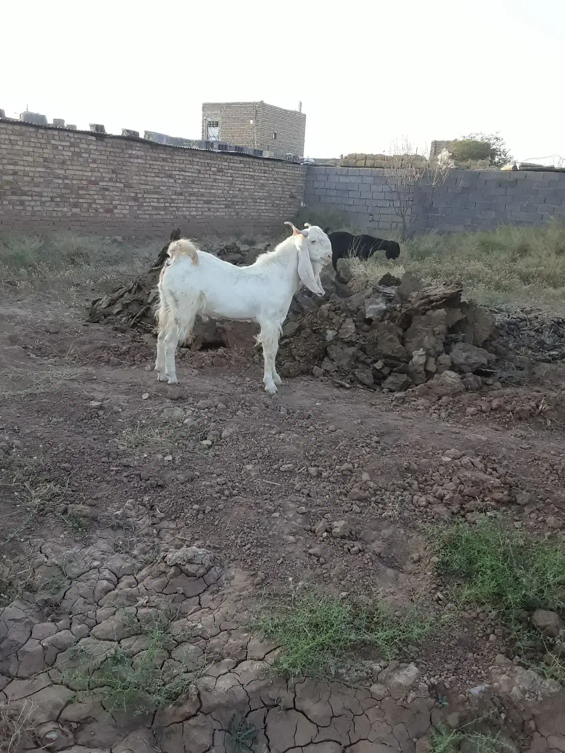 بز غاله گلابی|حیوانات مزرعه|تایباد, |دیوار