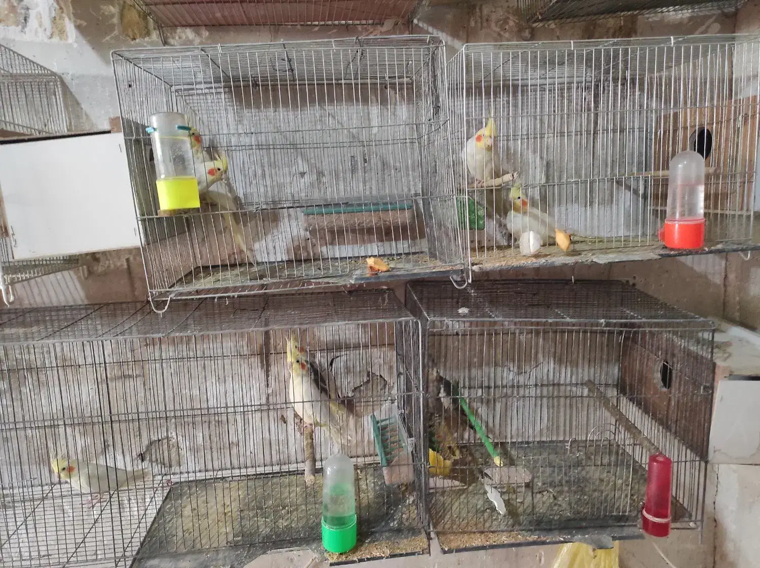 عروس هلندی|پرنده|ارومیه, |دیوار