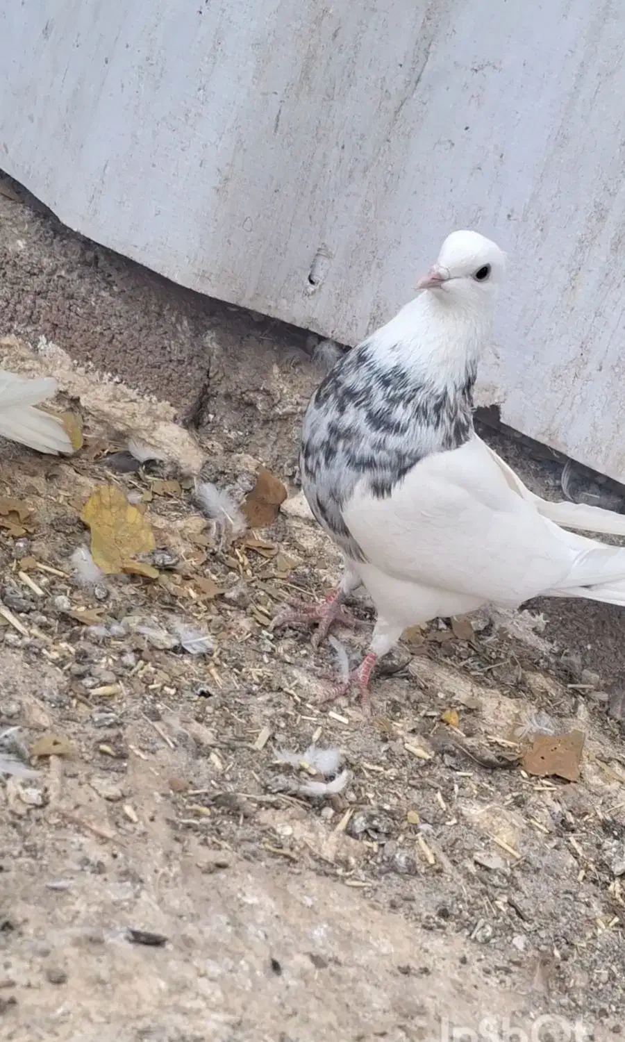 طوق سرور|پرنده|همایجان, |دیوار