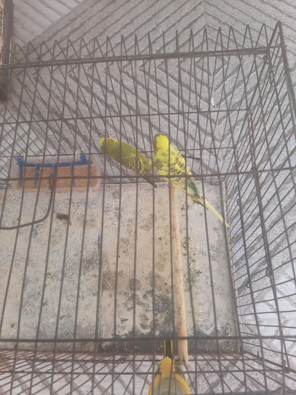 یک جفت مرغ عشق سالم و سرحال|پرنده|بندر کنگان, |دیوار