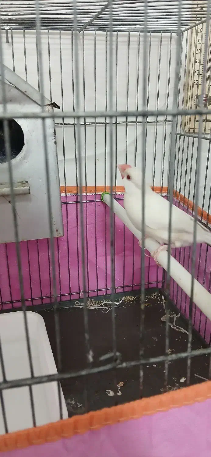 فنچ نرگسی|پرنده|قم, پردیسان|دیوار