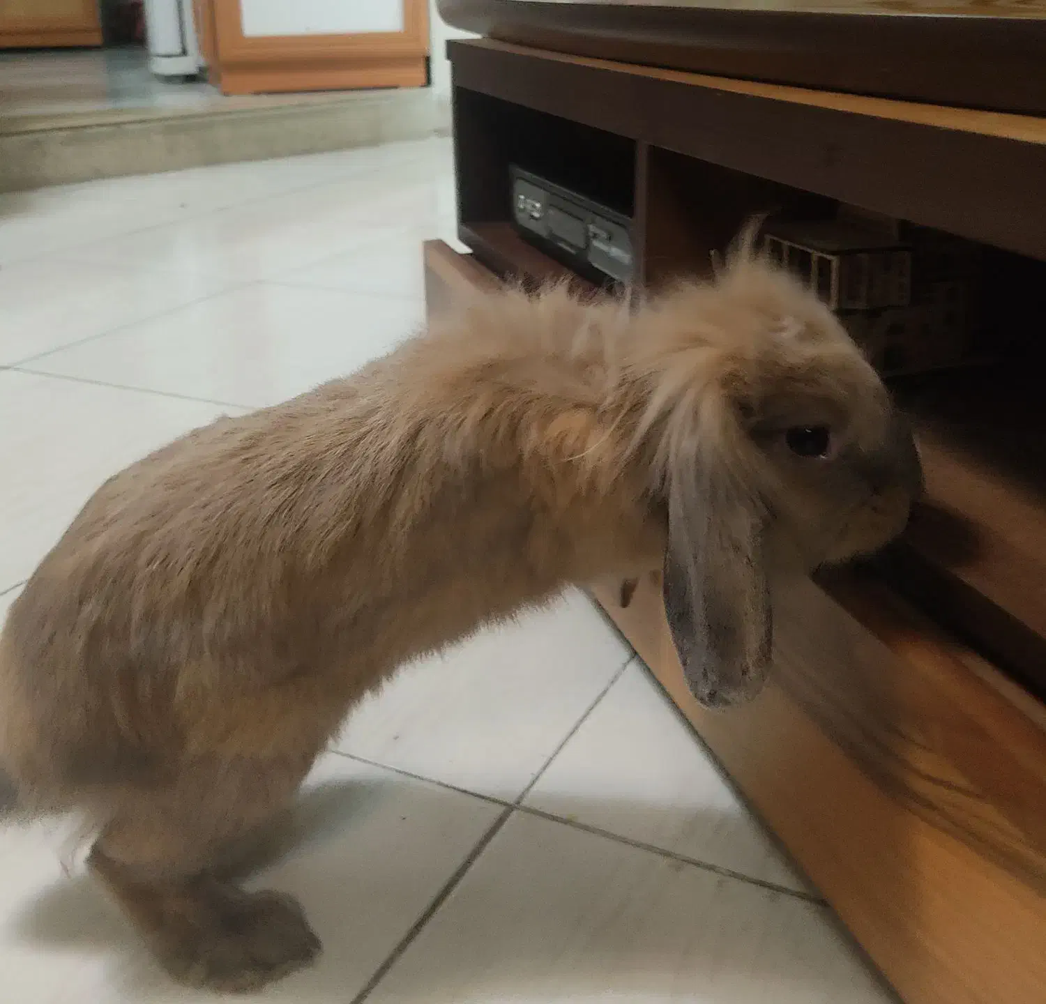 خرگوش لوپ شش ماهه|موش و خرگوش|گرگان, |دیوار