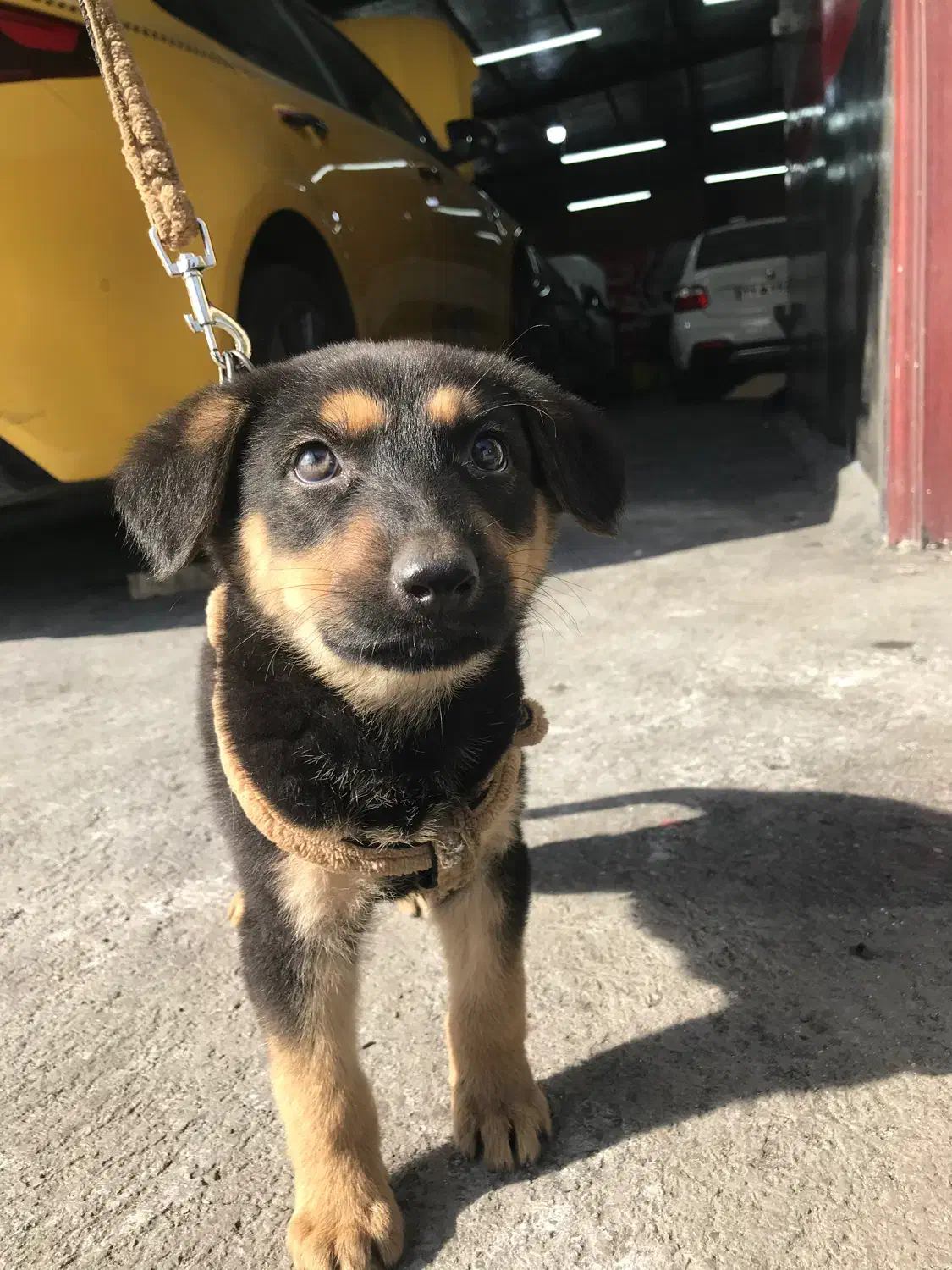 توله میکس ژرمن دوبرمن|سگ|فردیس, منظریه|دیوار