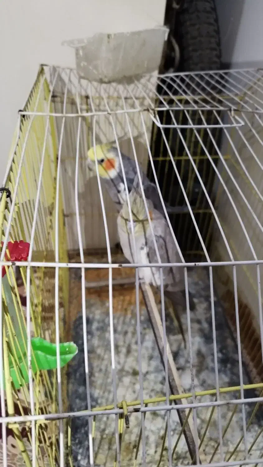 عروس هلندی|پرنده|طرقبه, |دیوار