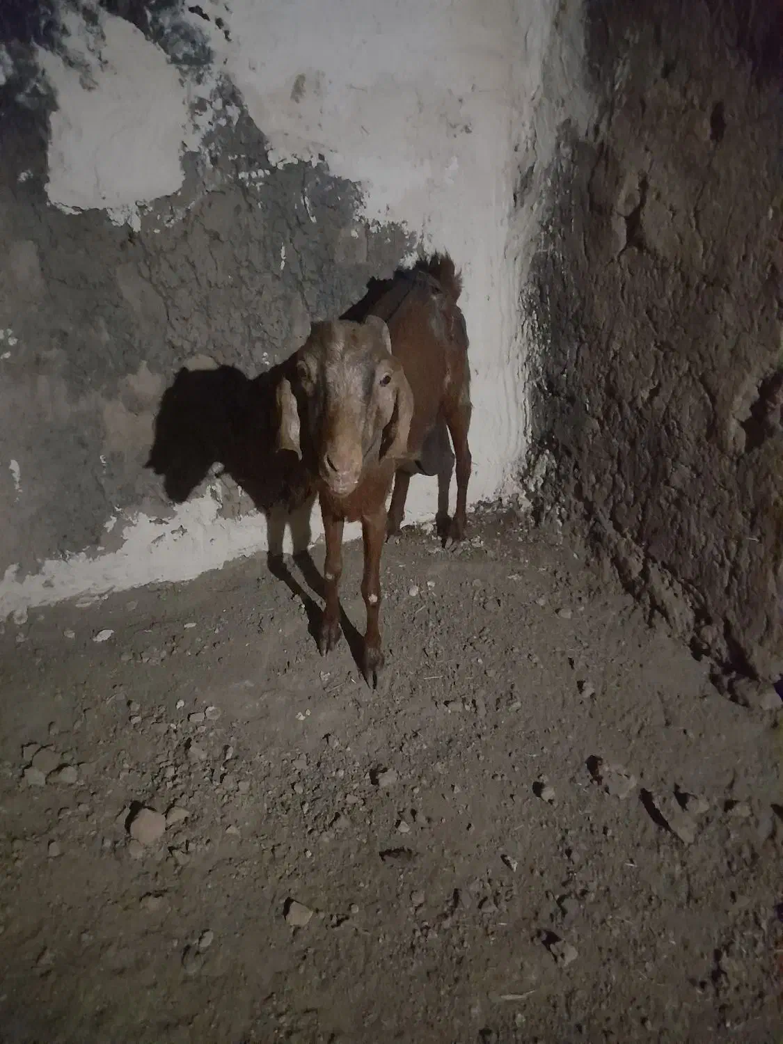 یک عددبزدوقلوزا|حیوانات مزرعه|شهرآباد, |دیوار