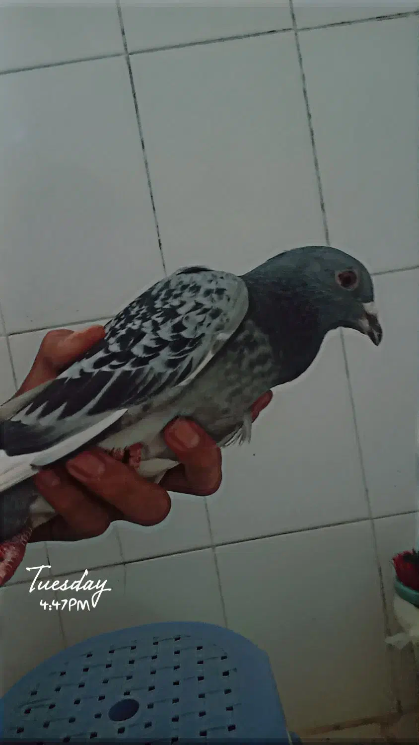 کفتر|پرنده|بیرجند, |دیوار