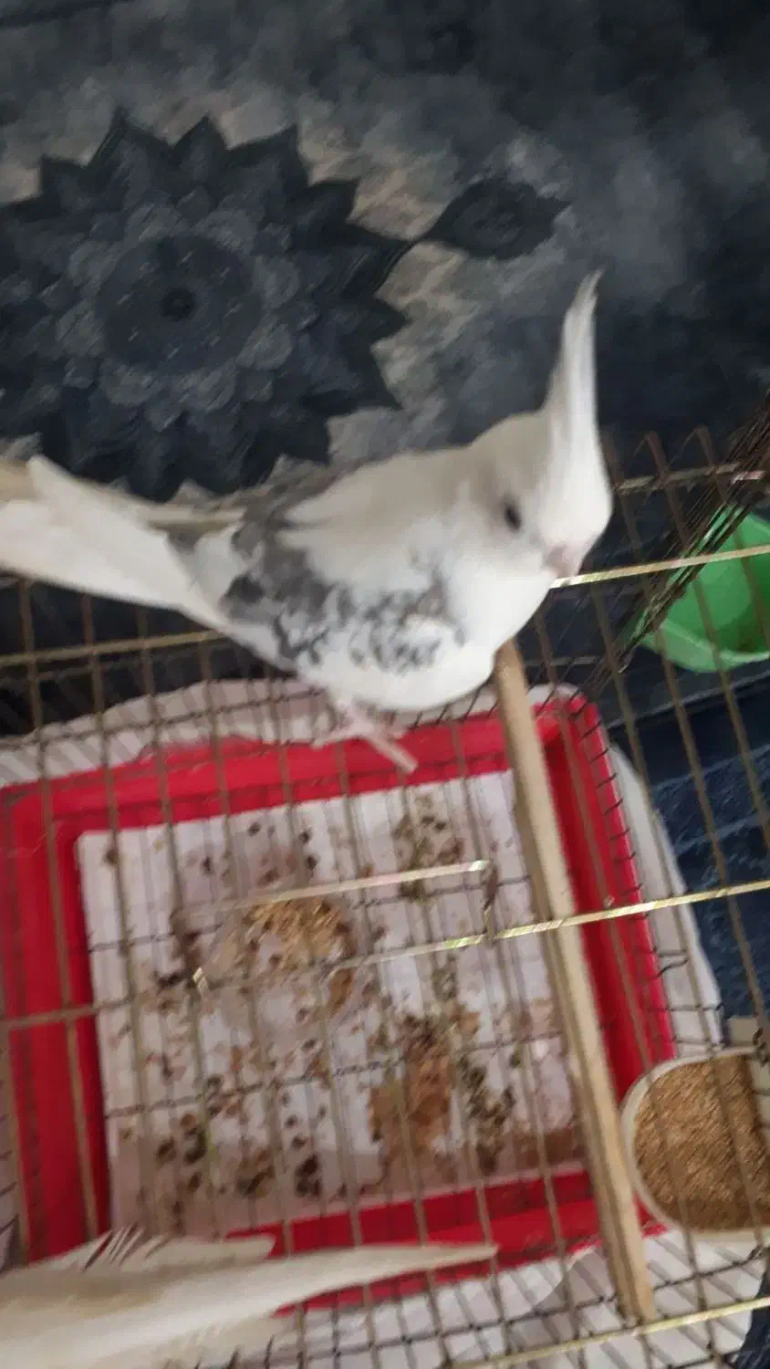 عروس هلندی|پرنده|رشت, استقامت ۲|دیوار