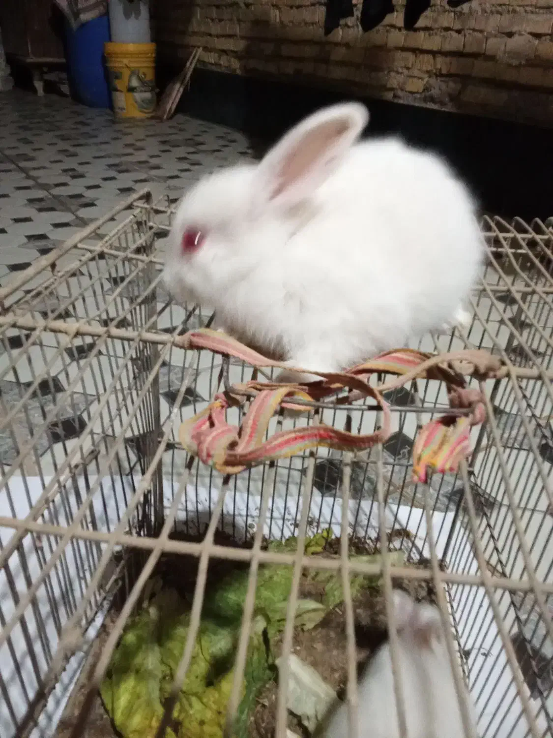 بچه خرگوش|موش و خرگوش|آبادان, |دیوار