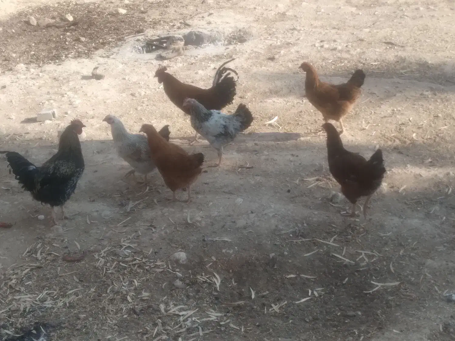 مرغ و خروس|حیوانات مزرعه|خرامه, |دیوار