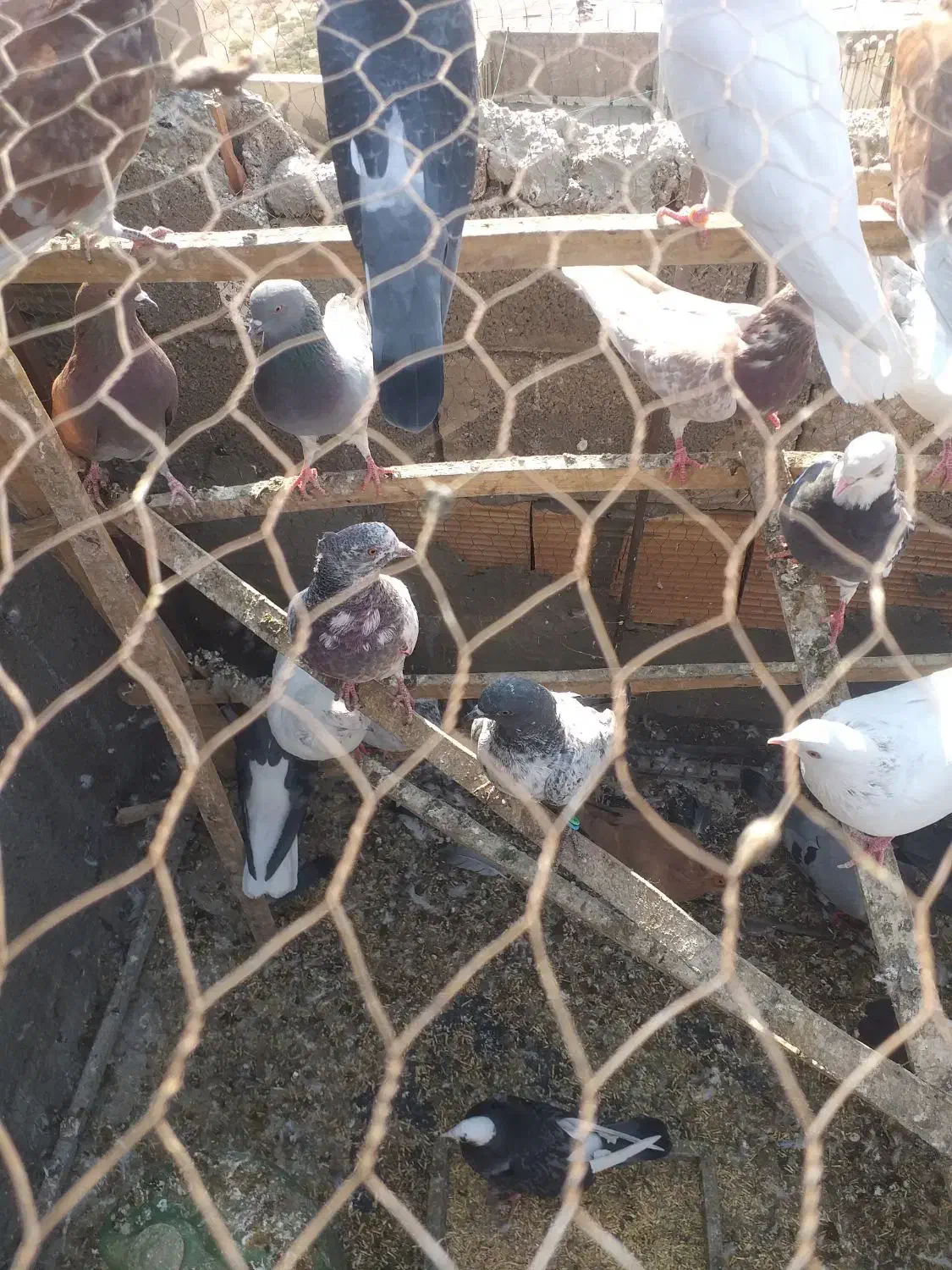 کفتر کبوتر تهرانی|پرنده|خاوران, |دیوار