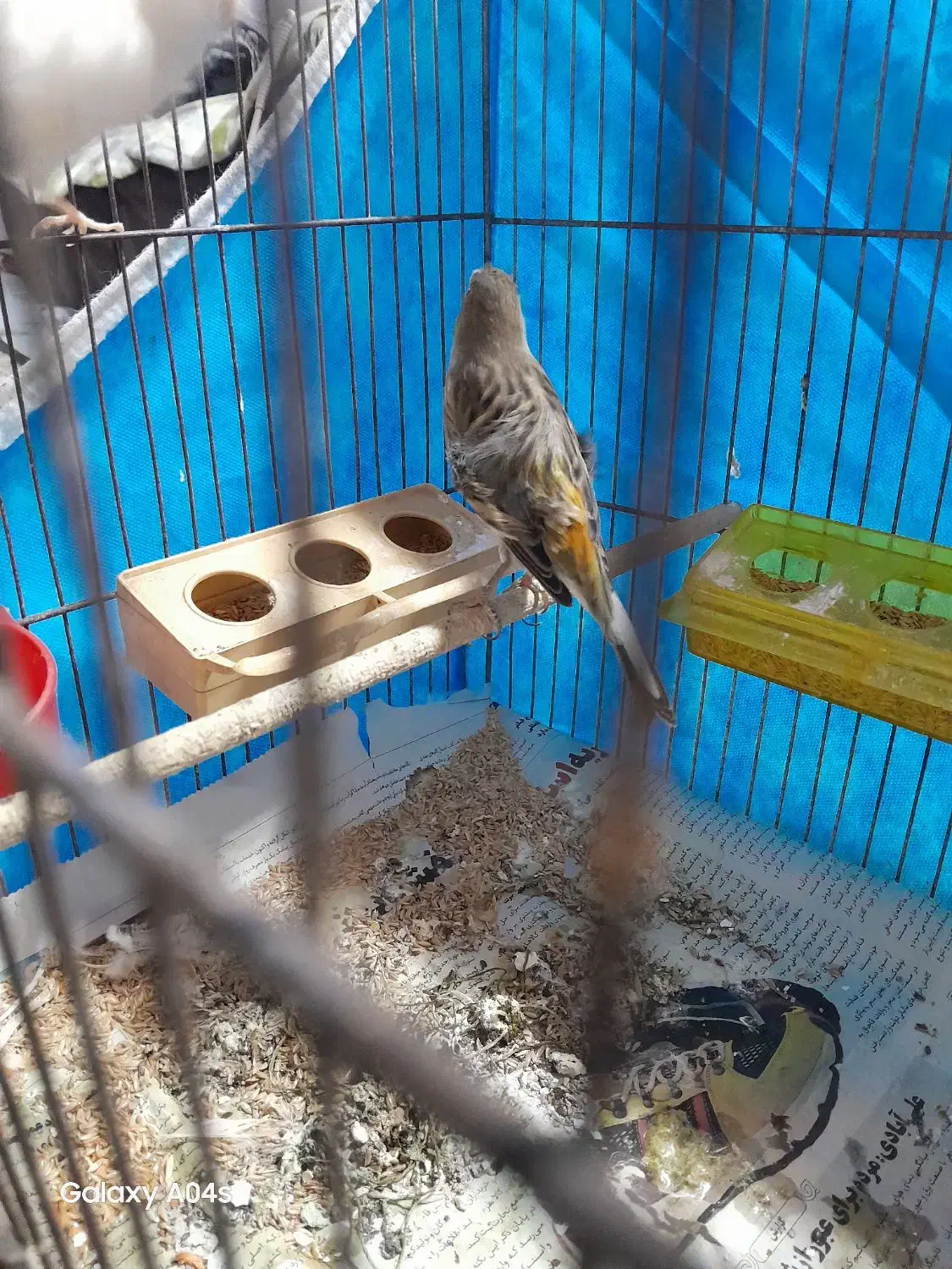 قناری جفت با جوجه|پرنده|رشت, منظریه|دیوار