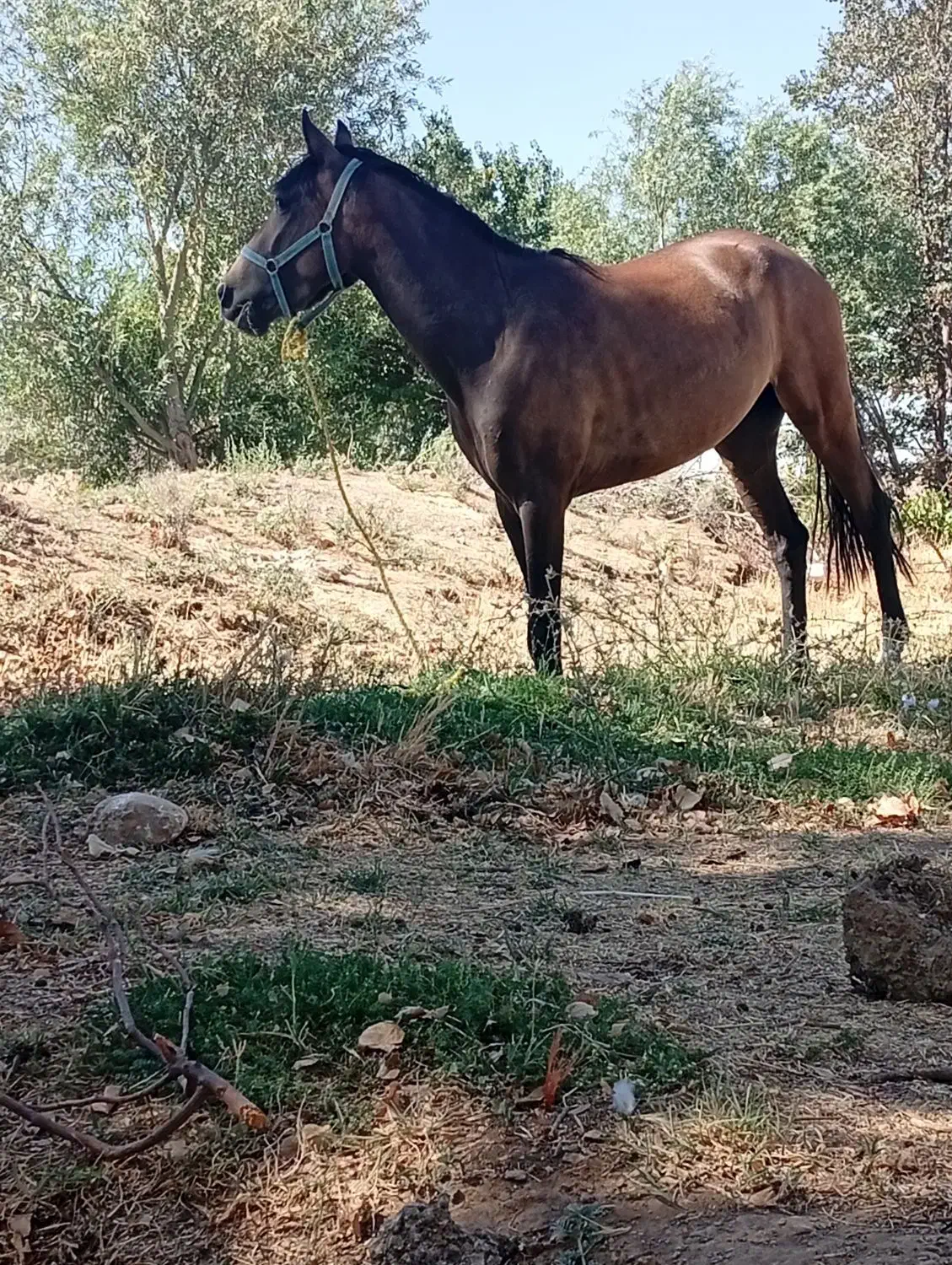 اسب مادیان|اسب و تجهیزات اسبسواری|پیشخور, |دیوار