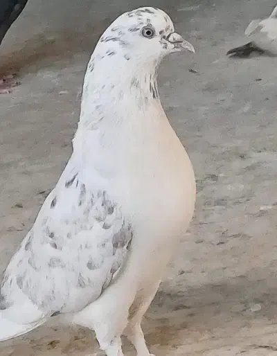 کفتر کاشانی|پرنده|حمیدیا, |دیوار