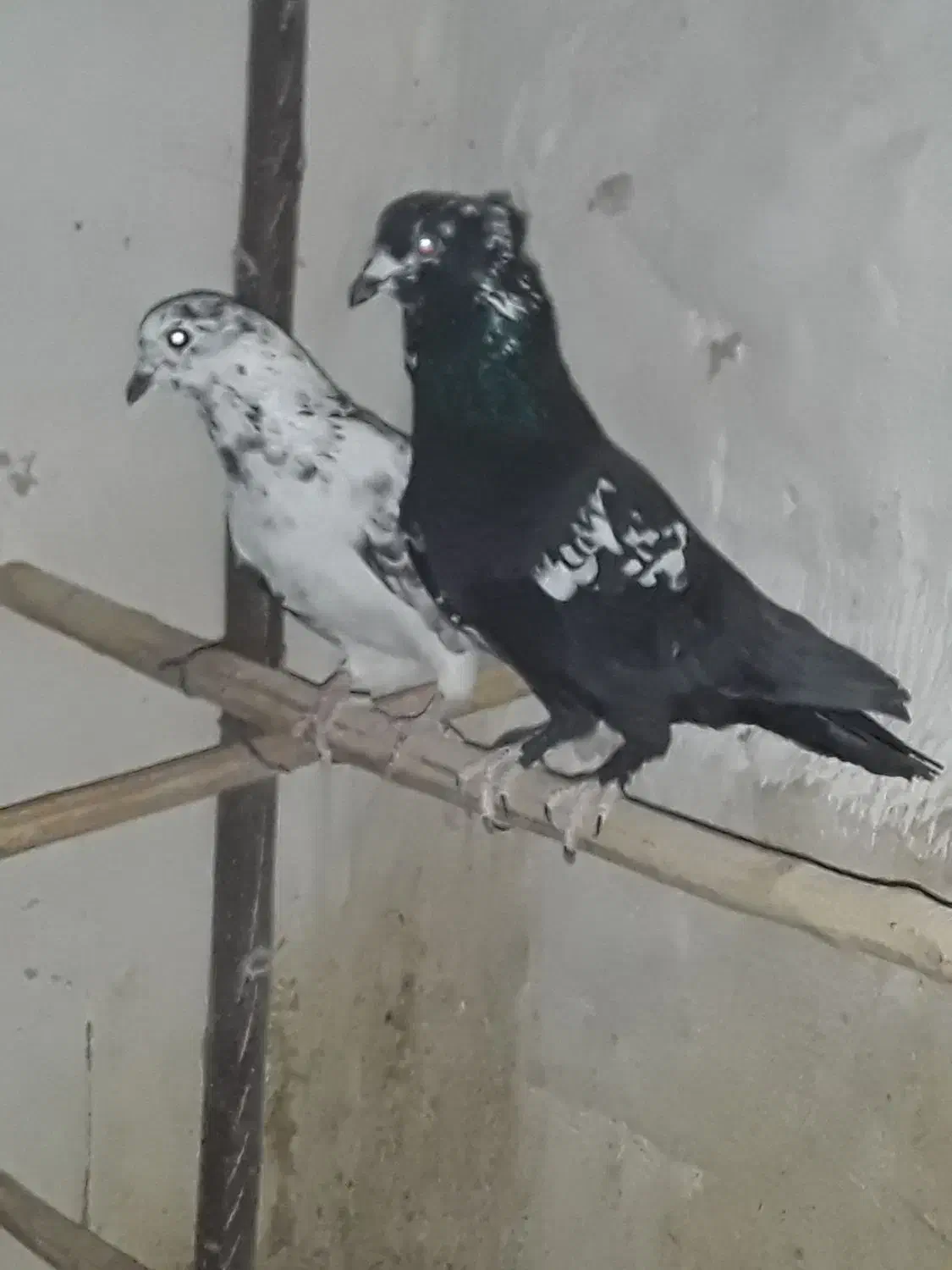 کفتر پرشی|پرنده|قم, زند آباد|دیوار