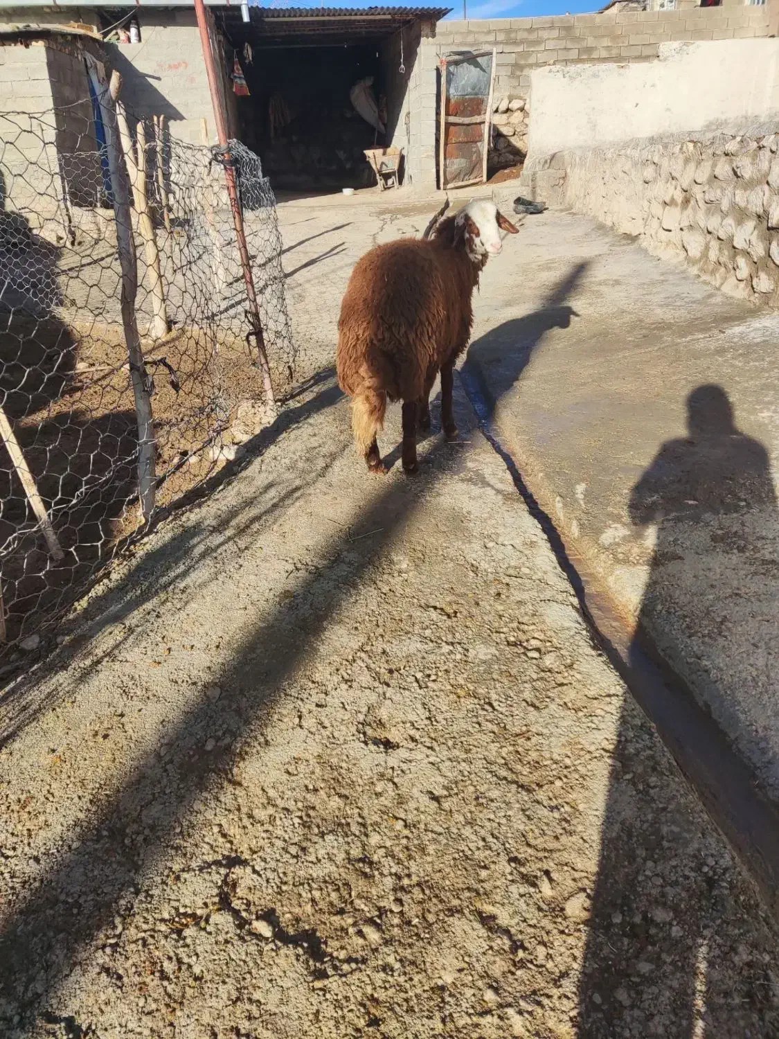 بره نر مهربانی|حیوانات مزرعه|الشتر, |دیوار