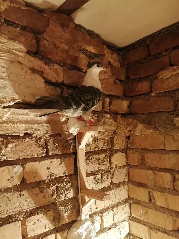 ساده کاکلی پرشی|پرنده|قوچان, |دیوار