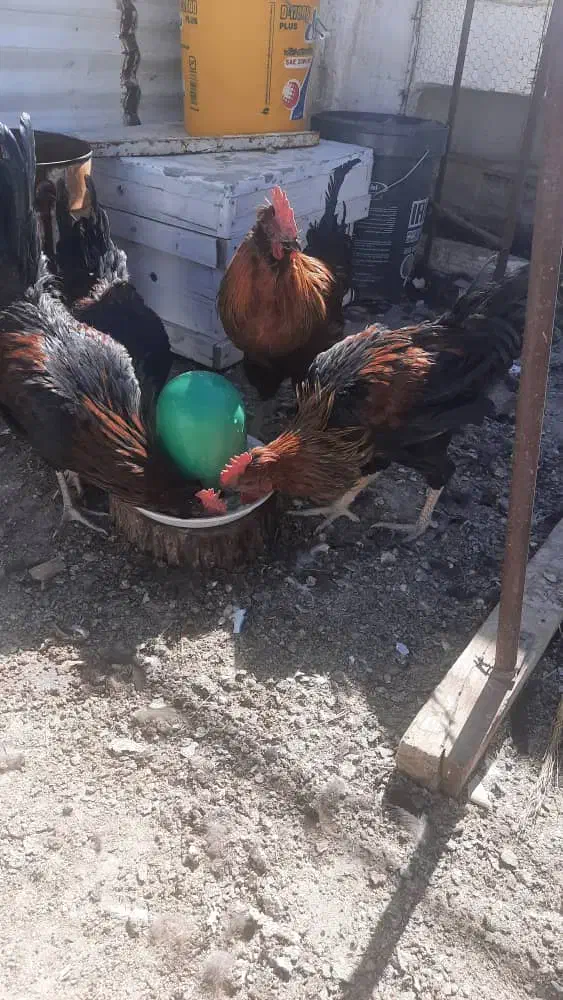 فروش چهار عدد خروس جوان وتپل|حیوانات مزرعه|بهمن صغاد, |دیوار