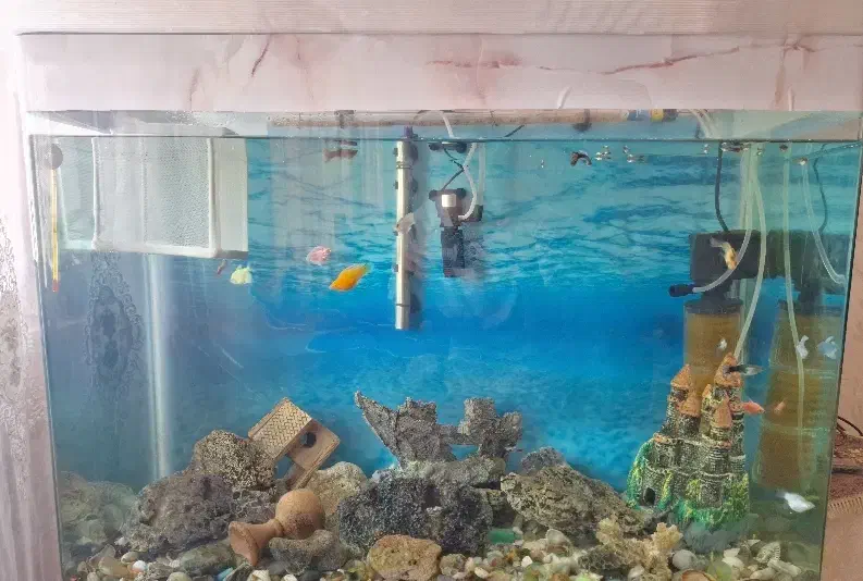 اکواریوم شیشه خم ۸ میل با تمام تجهیزات و پایه|ماهی|مشهد, هفده شهریور|دیوار