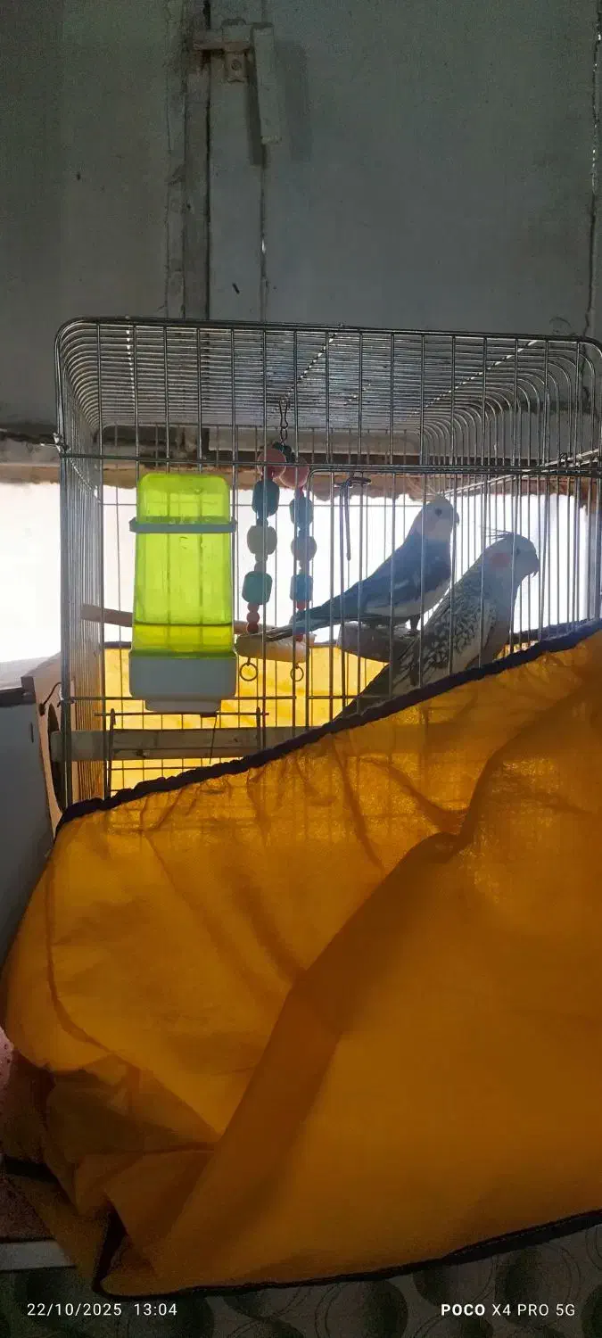 عروس هلند.ی|پرنده|اهواز, پدافند|دیوار