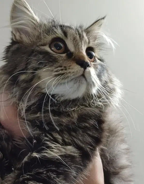 گربه بریتیش ماده|گربه|کرج, عظیمیه|دیوار