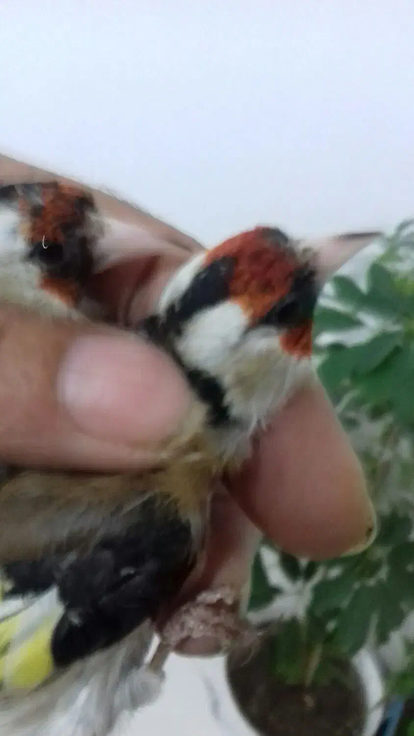 سهره|پرنده|اردبیل, |دیوار