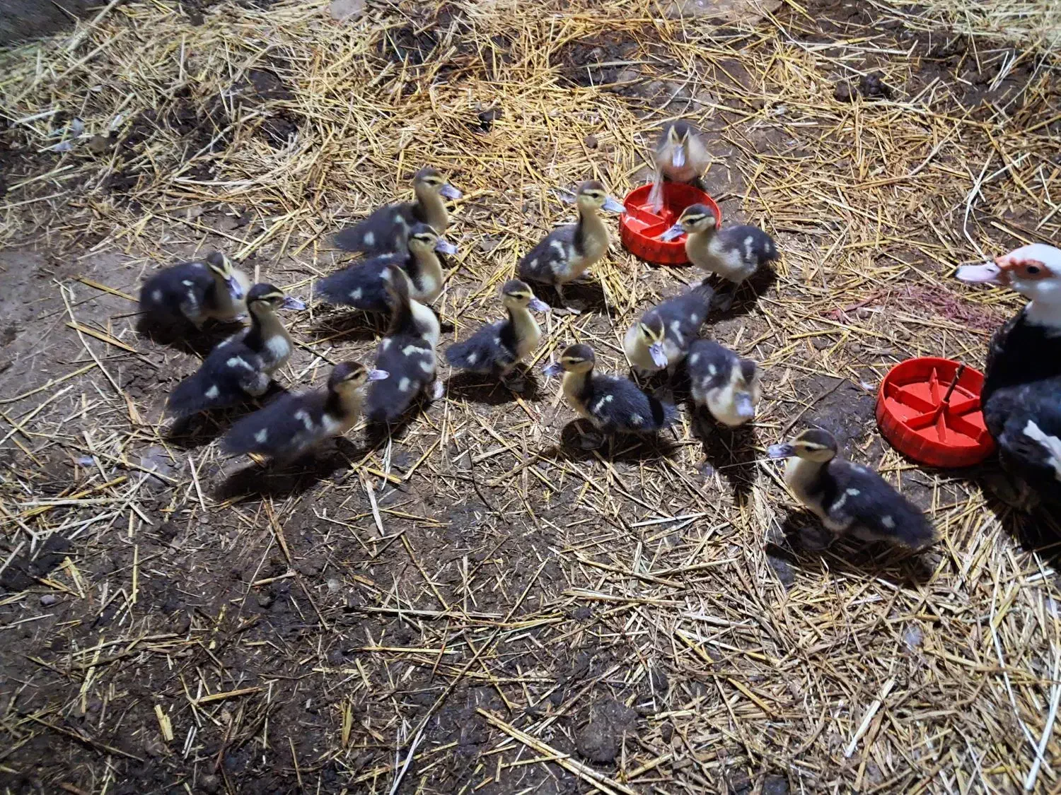 اوردک ژاپنی یه ماه نیم عددی ۹۰تومن|حیوانات مزرعه|لوندویل, |دیوار