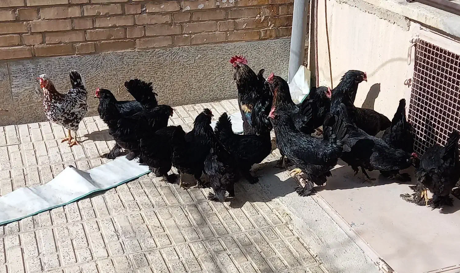 تخم مرغ نطفه دار مرندی|حیوانات مزرعه|نجفآباد, قلعه سفید|دیوار