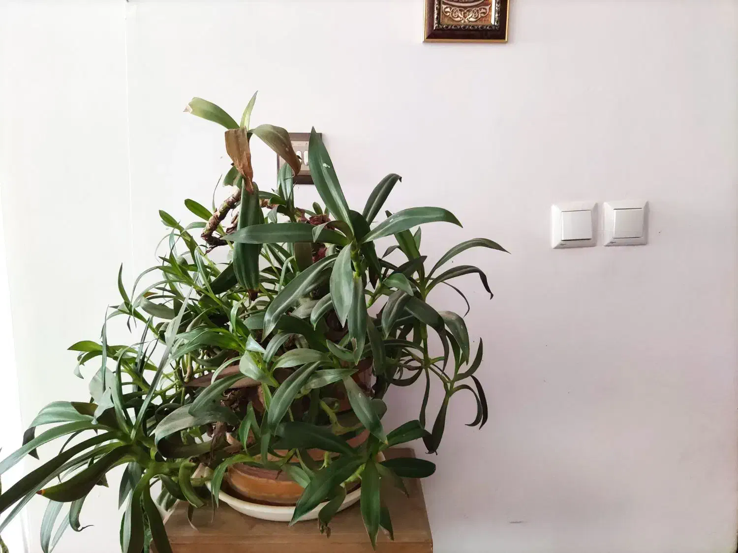 گل اپارتمانی|گل و گیاه طبیعی|گلبهار, شهر جدید گلبهار|دیوار