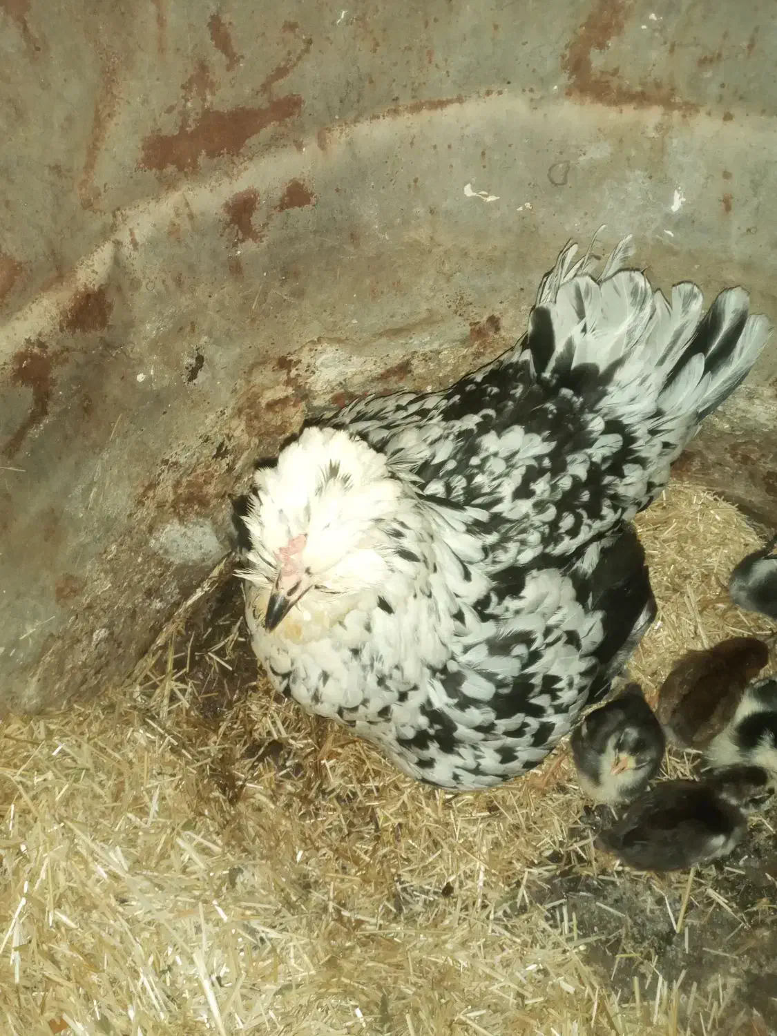 تخم مرغ گلین|حیوانات مزرعه|دالاهو, |دیوار