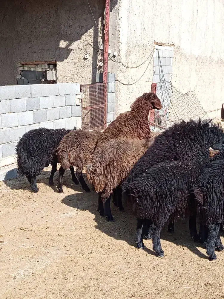 بره قوچ ژن دار همو و هترو|حیوانات مزرعه|ارسنجان, |دیوار